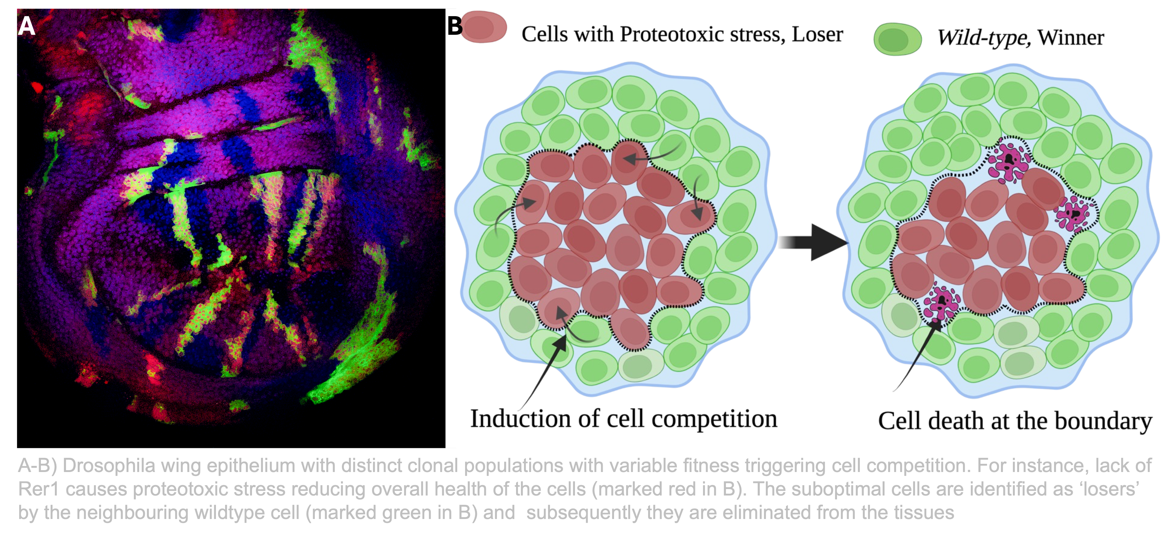 Cellcomp