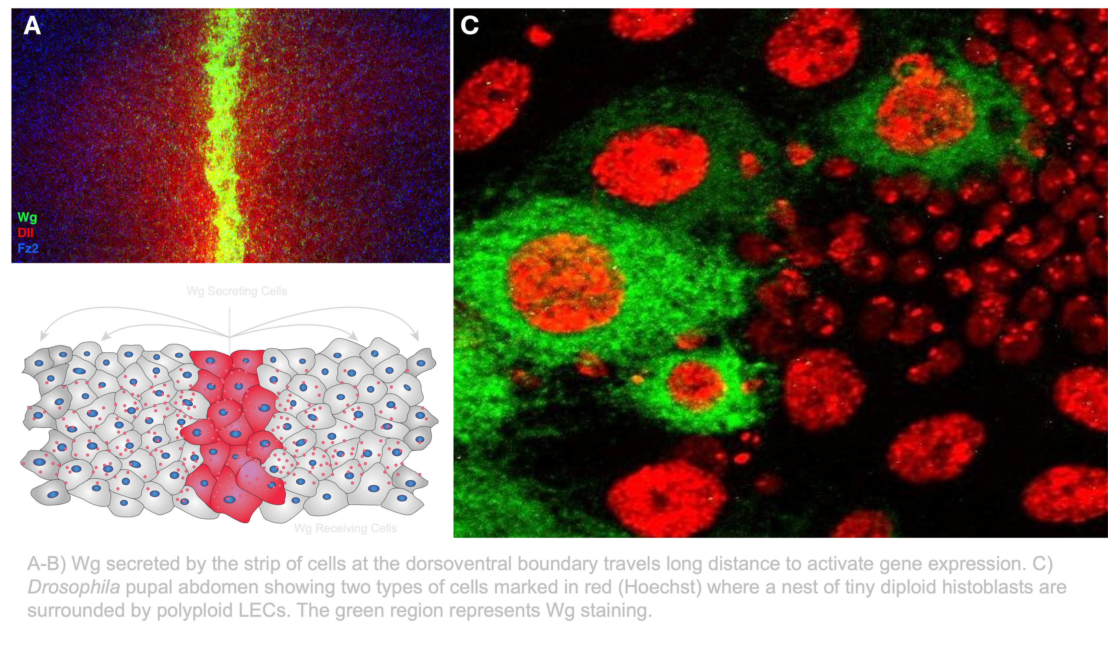 WNTsignaling